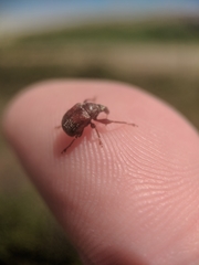 Himatolabus pubescens