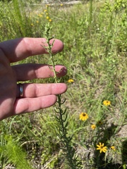 Liatris aspera