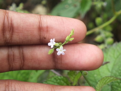 Priva lappulacea