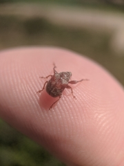 Himatolabus pubescens