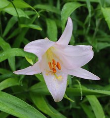 Lilium japonicum