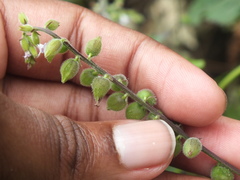 Priva lappulacea