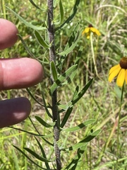 Liatris aspera