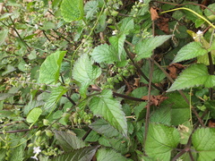 Priva lappulacea