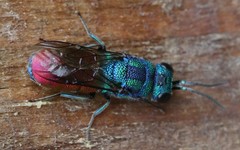 Chrysis graelsii