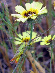 Chorthippus apicalis