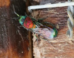 Chrysis viridula