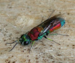 Chrysis viridula