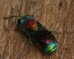 Chrysis viridula