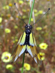 Libelloides baeticus