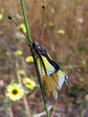 Libelloides baeticus