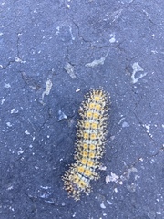 Hemileuca