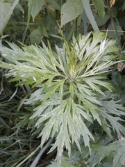 Parthenocissus inserta
