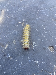 Hemileuca