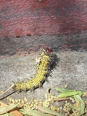 Hemileuca