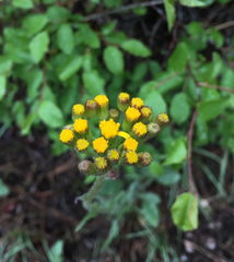 Senecio aronicoides