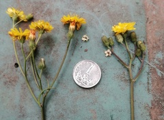 Crepis biennis