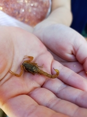 Aegaeobuthus gibbosus