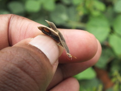 Lepidoptera