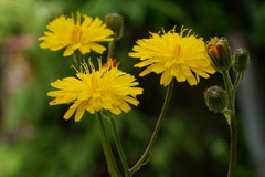 Crepis biennis