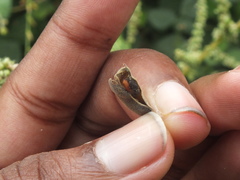 Lepidoptera