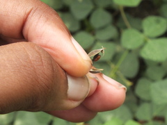 Lepidoptera