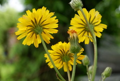 Crepis biennis