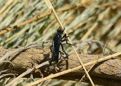 Dasypogon