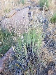 Melica stricta