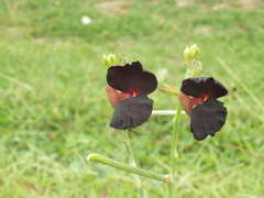 Macroptilium atropurpureum
