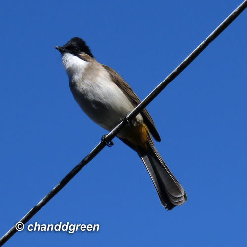 Brown-breasted Bulbul
