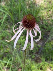 Echinacea pallida