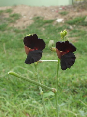 Macroptilium atropurpureum
