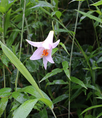 Lilium japonicum