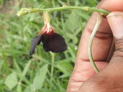 Macroptilium atropurpureum