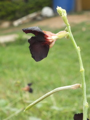 Macroptilium atropurpureum