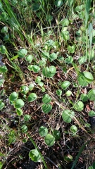 Dichondra donelliana