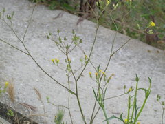 Crepis ramosissima