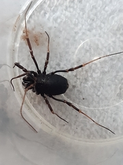 Egaenus convexus