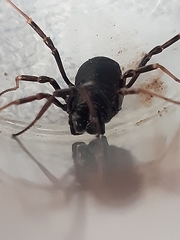 Egaenus convexus