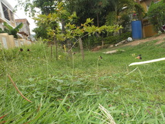Macroptilium atropurpureum