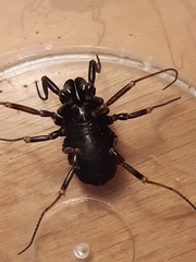 Egaenus convexus