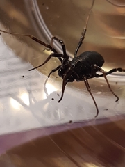 Egaenus convexus