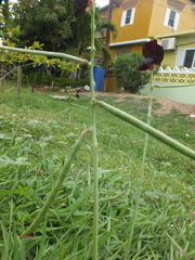 Macroptilium atropurpureum