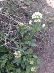 Valeriana occidentalis