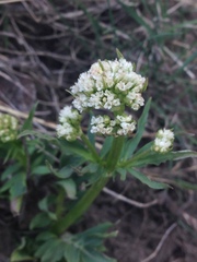 Valeriana occidentalis