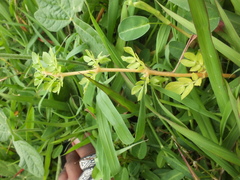 Kallstroemia