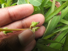 Kallstroemia