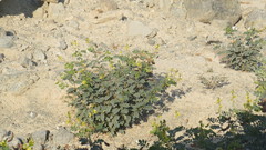 Senna italica