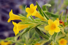 Lithospermum multiflorum